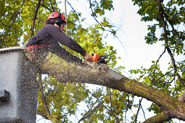 Reliable Falmouth, VA Tree Services Solutions