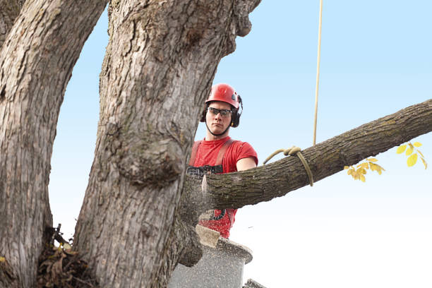 How Our Tree Care Process Works  in  Falmouth, VA